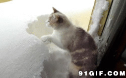猫猫扒雪图片