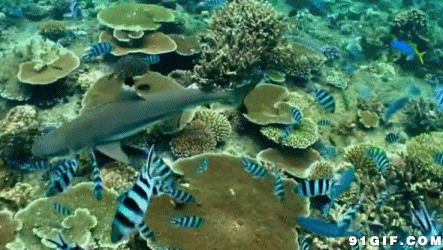 绚丽深海鱼群动态图片:海底