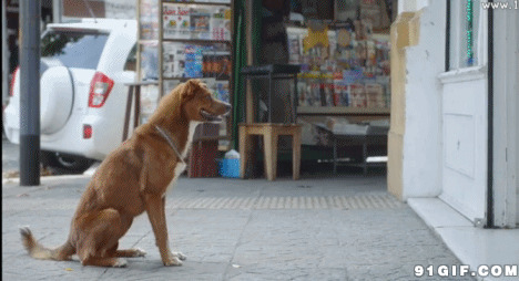 门前站立的狗狗图片:狗