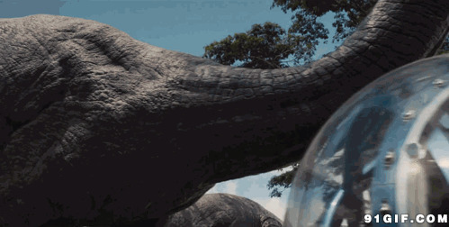 草原大象恶搞游客图片