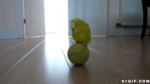 鹦鹉玩网球图片:鹦鹉,网球