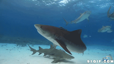 深海鲨鱼群图片