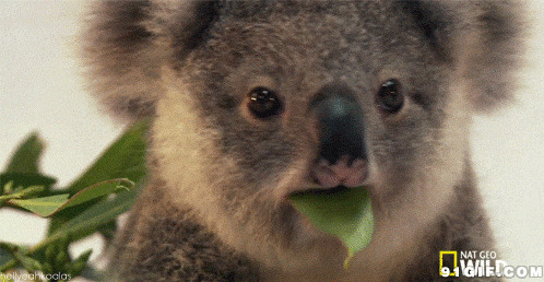 考拉熊吃树叶图片