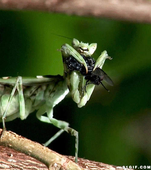 刀螂吃昆虫图片