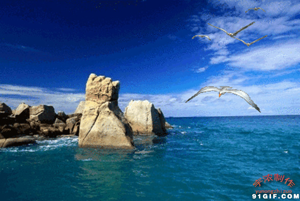 海面上展翅的海鸥图片