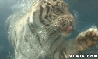 老虎水中游泳图片:老虎,水中,游泳
