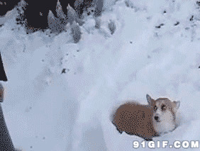 帅哥把狗丢在雪地里图片:帅哥,把狗丢在雪地里