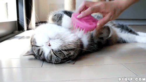 享福的猫猫图片