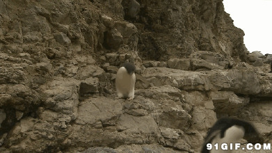 岩石上的企鹅摔倒图片:岩石上,企鹅摔倒