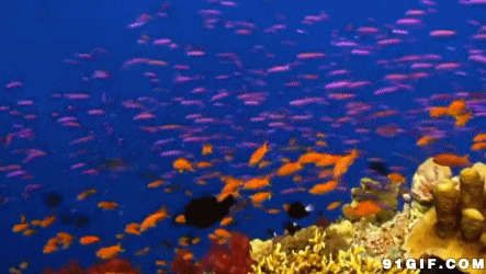 海底鱼群动态图片