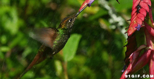 雨中觅食的小鸟图片:小鸟