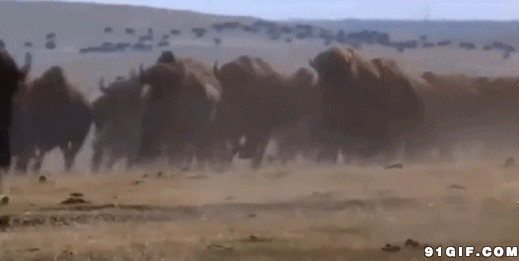 野外奔跑的牛群图片