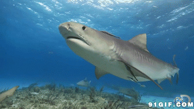大海里的鲨鱼动态图片:鲨鱼