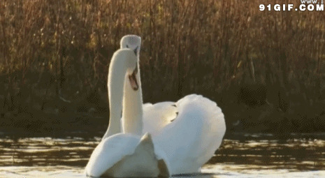 一双美丽的白天鹅图片:白天鹅,动物