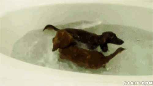 两只小狗水里玩耍图片