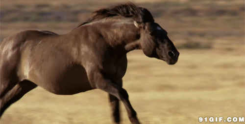 奔跑的马儿动态图片:马