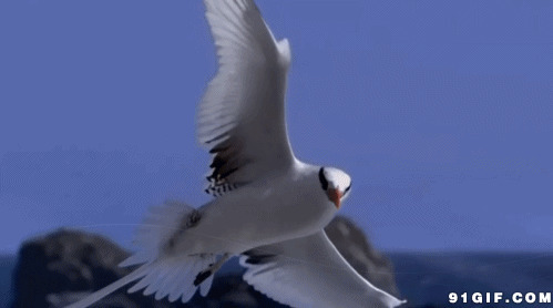 展翅飞翔的海鸟图片