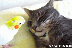 小鸟与小猫咪图片:小鸟