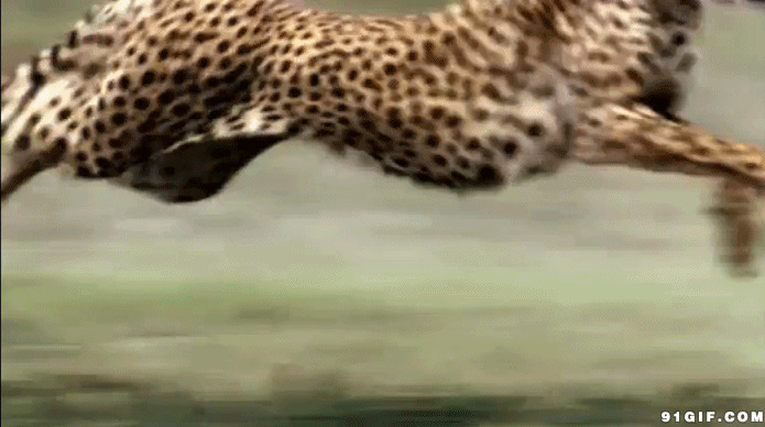 奔跑中的野豹子图片