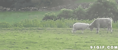 山羊与牛斗图片:山羊,与牛斗