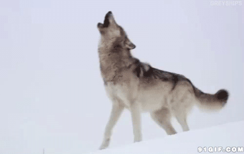 雪地中狂叫的狼狗图片