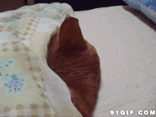 猫猫钻被窝睡觉图片