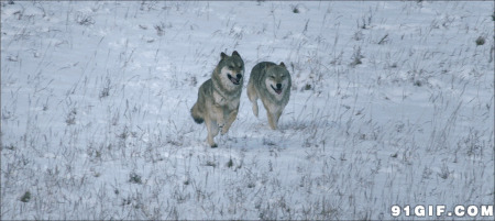 雪地奔跑的狼群图片