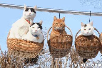 篮子上吊着的猫咪图片