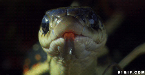 毒蛇吐信动态表情