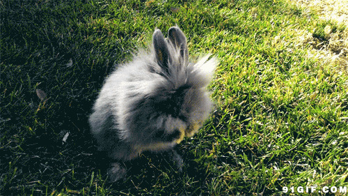 疯狂的兔子图片:疯狂,兔子