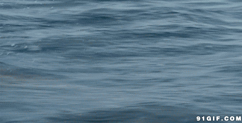 海豚游泳比赛图片