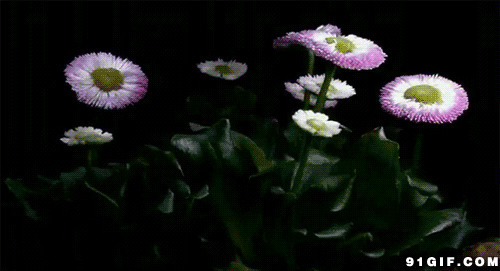 小花朵的开放动态图片