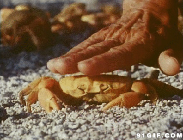 沙滩上的小螃蟹图片:沙滩上,小螃蟹