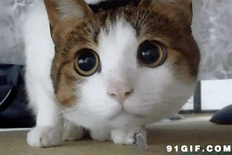 猫猫睁大眼睛东张西望图片:猫猫睁大眼睛,东张西望