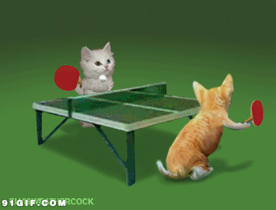 两只猫咪打乒乓球图片:猫