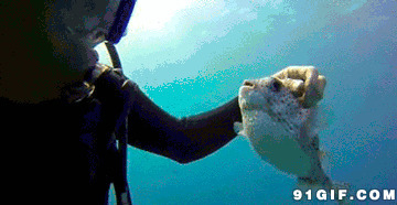 潜水员海里摸鱼图片:大海