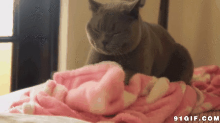拨弄床单的猫咪图片:猫