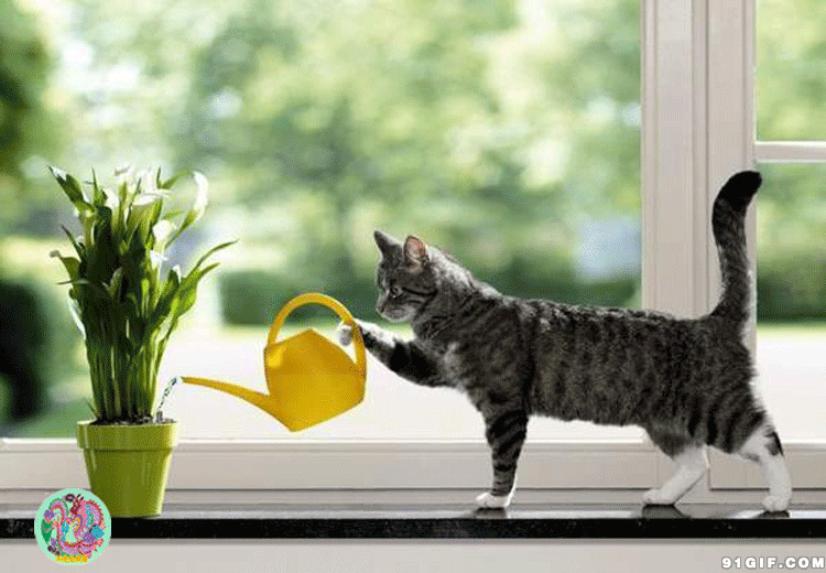 猫给花草浇水图片:猫
