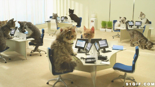 猫猫办公上班图片