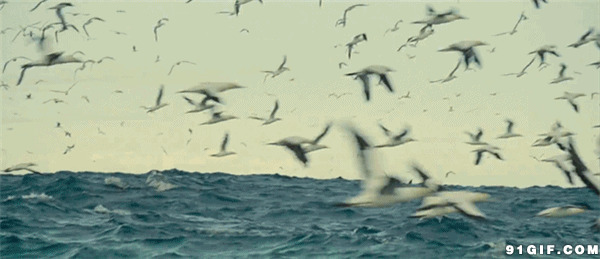 海鸥成群飞翔图片