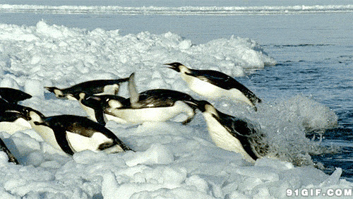 企鹅上岸动态图片