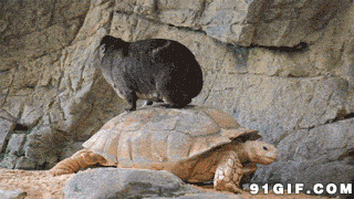 小动物踩在乌龟背上图片