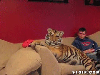 老虎坐在沙发上图片