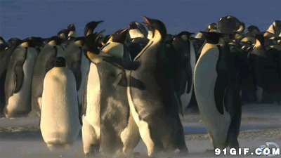 企鹅聚会跳舞图片