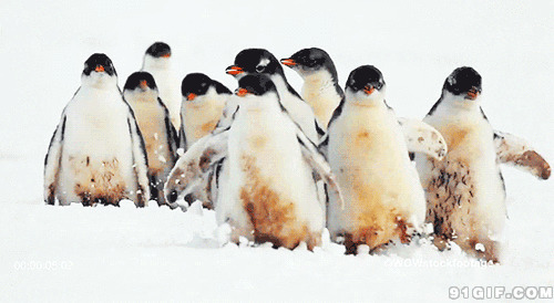 企鹅在一起玩耍图片