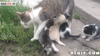 小猫猫吃奶动态图片:小猫猫,吃奶