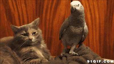 鸟儿挑逗猫咪图片:猫