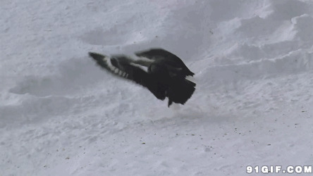 老鹰捕食小鸟动态图片:小鸟
