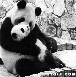 大熊猫搞笑gif图片:熊猫,