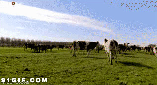 乱蹦乱跳的奶牛图片:乱蹦乱跳,奶牛
